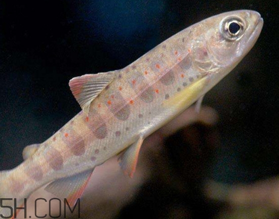 鮭魚是三文魚嗎？鮭魚的營養(yǎng)價(jià)值