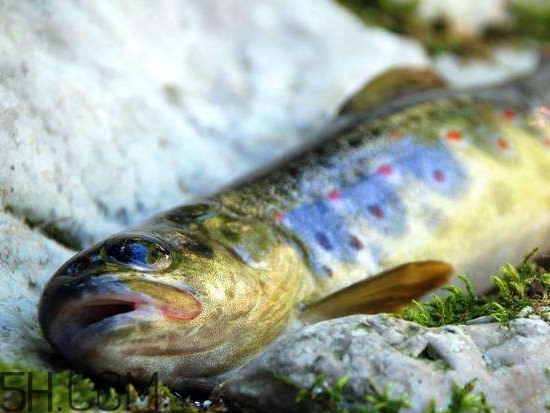 鮭魚是什么魚？鮭魚多少錢一斤