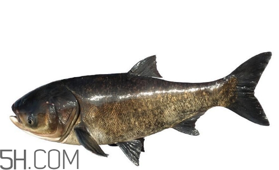 胖頭魚為什么叫胖頭魚？胖頭魚能長到多大