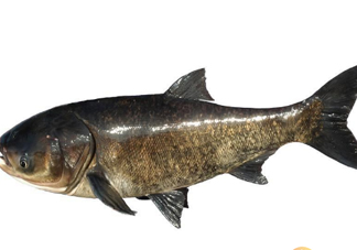 胖頭魚為什么叫胖頭魚？胖頭魚能長到多大