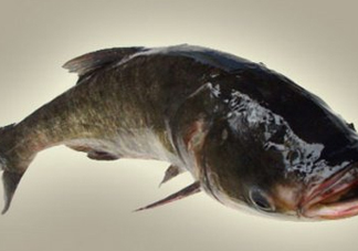 胖頭魚是什么魚？胖頭魚是發(fā)物嗎