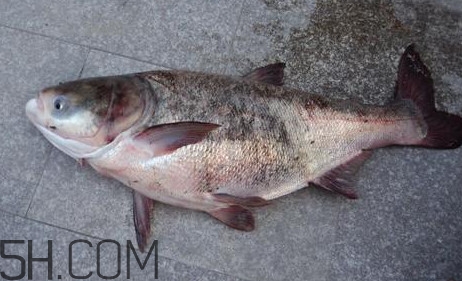 胖頭魚是花鰱魚嗎？胖頭魚是河魚還是海魚