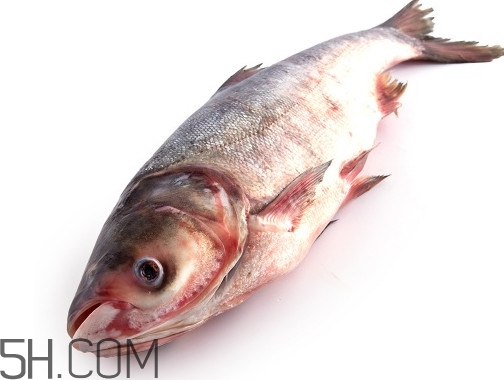 胖頭魚為什么叫胖頭魚？胖頭魚能長到多大