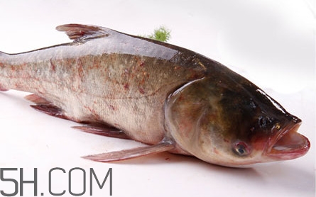 胖頭魚可以做魚丸嗎？胖頭魚可以做酸菜魚嗎