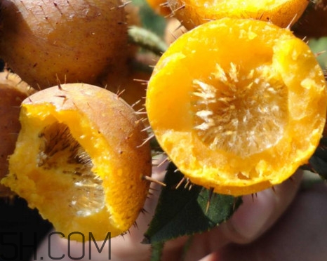 刺梨能降血壓嗎？刺梨是哪里的特產(chǎn)