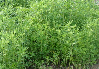 藜蒿是什么植物？藜蒿怎么種植