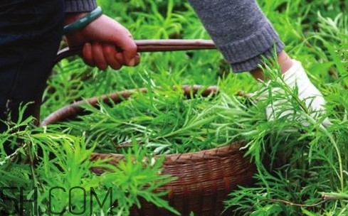 藜蒿多少錢一斤？藜蒿和蘆蒿是同一種菜嗎？