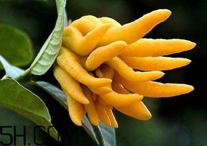 佛手柑泡水喝有什么功效？佛手柑產(chǎn)地在哪兒