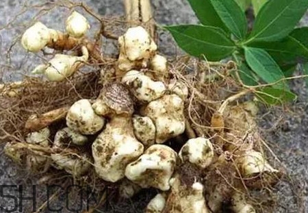 菊芋怎么做好吃？菊芋怎么腌制