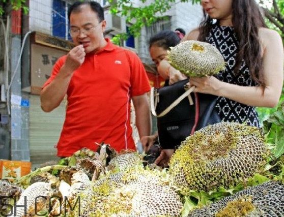 葵花籽不能和什么一起吃？葵花籽什么時(shí)候成熟
