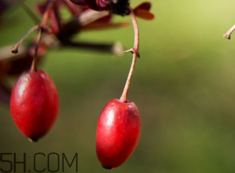 山茱萸什么時候成熟？山茱萸什么時候結(jié)果？
