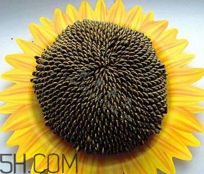 葵花籽是什么？葵花籽和瓜子的區(qū)別