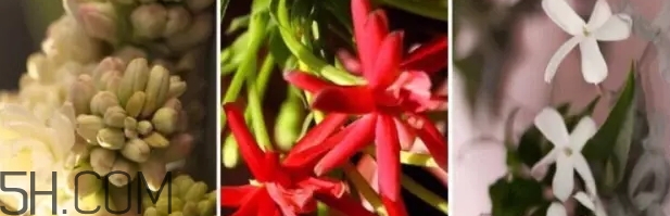 gucci bloom香水好聞嗎？gucci bloom香水香評(píng)