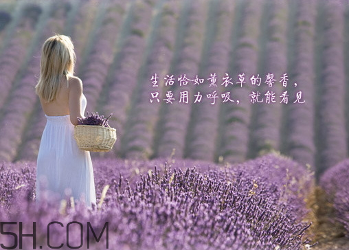 香柏樹薰衣草敏感修復(fù)乳液怎么樣？多少錢？