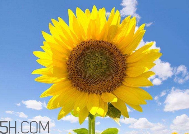 向日葵是怎么傳播種子的？向日葵是圍著太陽轉(zhuǎn)嗎