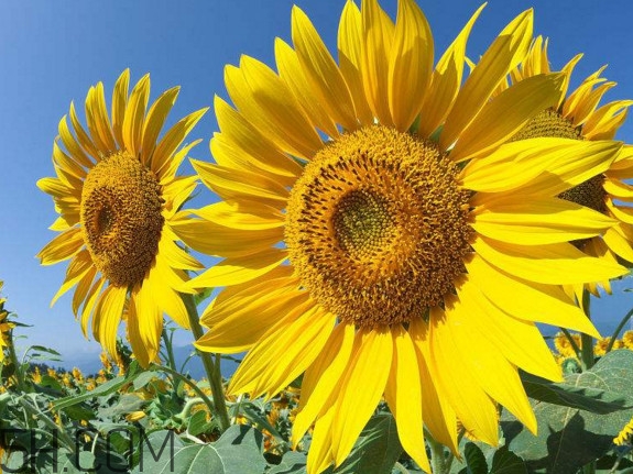 向日葵什么時(shí)候開(kāi)花？向日葵什么時(shí)候成熟