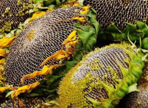 葵花籽怎么保存？葵花籽怎么種