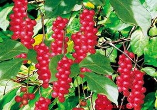 山茱萸什么時(shí)候成熟？山茱萸什么時(shí)候結(jié)果？