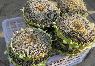 一朵向日葵能結(jié)多少葵花籽？葵花籽為什么也會致癌