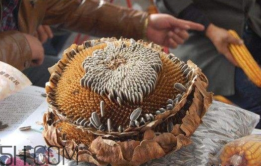 葵花籽怎么弄下來(lái)？葵花籽怎么脫粒
