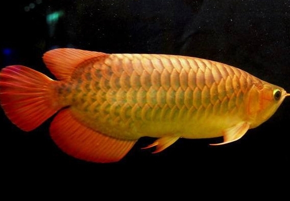 金龍魚(yú)能吃嗎？紅龍魚(yú)貴還是金龍魚(yú)貴