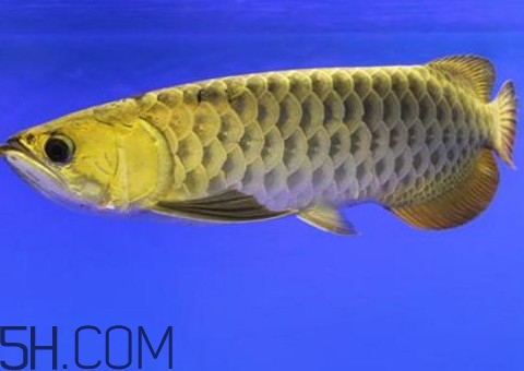 金龍魚是什么魚？金龍魚多少錢一條