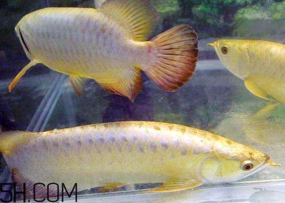 金龍魚有什么寓意？金龍魚有幾個品種