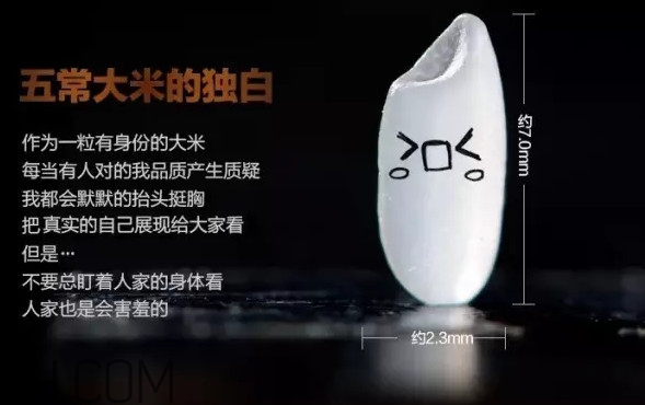 五常大米為什么那么貴？五常大米比一般大米味道好在哪兒