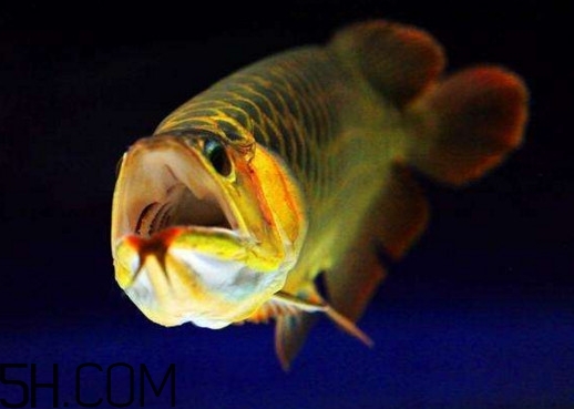 金龍魚有什么寓意？金龍魚有幾個品種