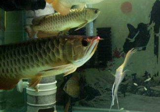 金龍魚是怎么繁殖？養(yǎng)金龍魚有什么講究