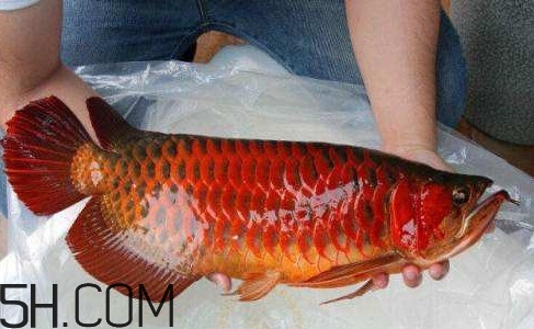 金龍魚(yú)能吃嗎？紅龍魚(yú)貴還是金龍魚(yú)貴