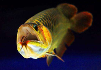 金龍魚有什么寓意？金龍魚有幾個品種