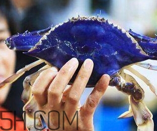 藍(lán)色梭子蟹可以吃嗎？梭子蟹蟹腿變藍(lán)可以吃嗎