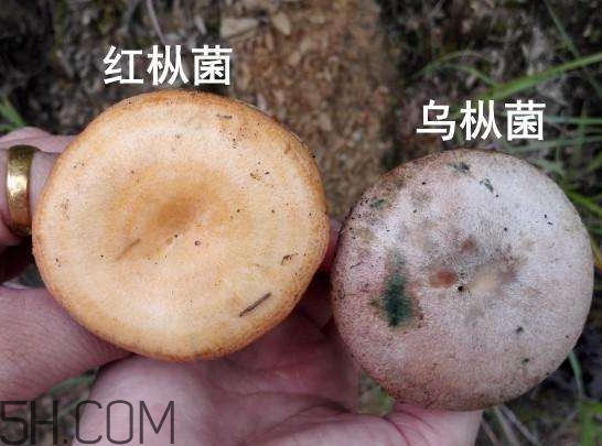 重陽菌燉久了營養(yǎng)會流失嗎？重陽菌長霉還能吃嗎