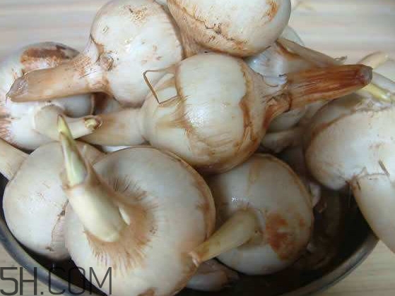 慈菇是什么？慈菇怎么吃