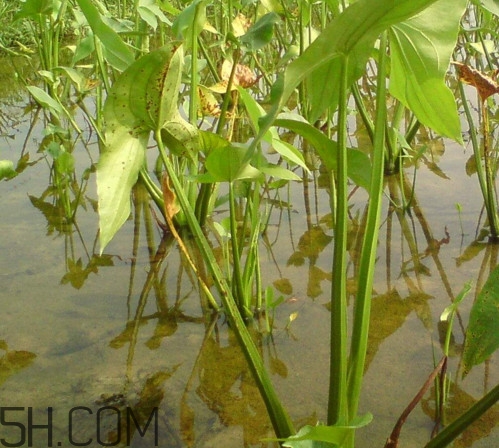 慈菇什么時(shí)候種？慈菇什么季節(jié)有