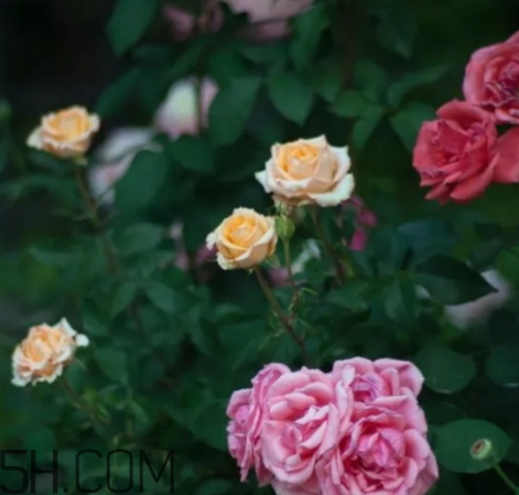 香水工坊茶玫瑰tea rose好聞嗎？tea rose香水有假貨嗎？