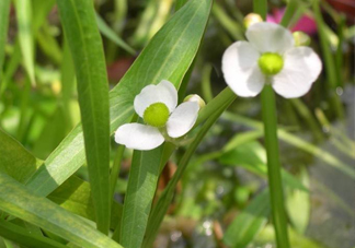 慈菇什么時候種？慈菇什么季節(jié)有
