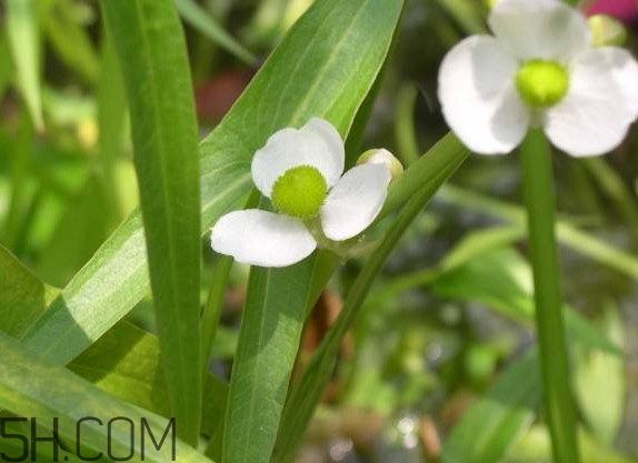 慈菇什么時(shí)候種？慈菇什么季節(jié)有