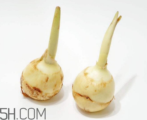 慈菇什么時(shí)候種？慈菇什么季節(jié)有