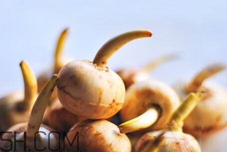 慈菇是什么？慈菇怎么吃