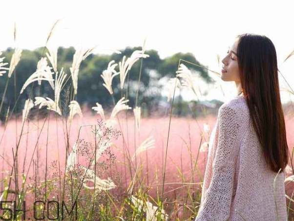 粉黛亂子是什么植物？粉黛亂子草花語(yǔ)