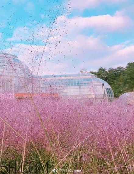 粉黛亂子是什么植物？粉黛亂子草花語(yǔ)