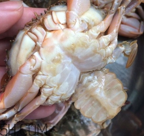 花蓋蟹和梭子蟹哪個好吃？花蓋蟹和梭子蟹區(qū)別