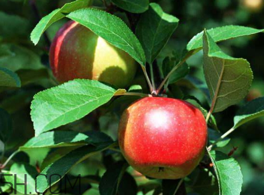 紅玫瑰蘋(píng)果多少錢一斤 紅玫瑰蘋(píng)果的營(yíng)養(yǎng)價(jià)值