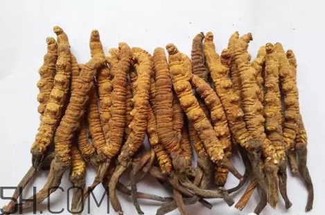 冬蟲夏草真的冬天是蟲夏天是草嗎？冬蟲夏草是怎么長成
