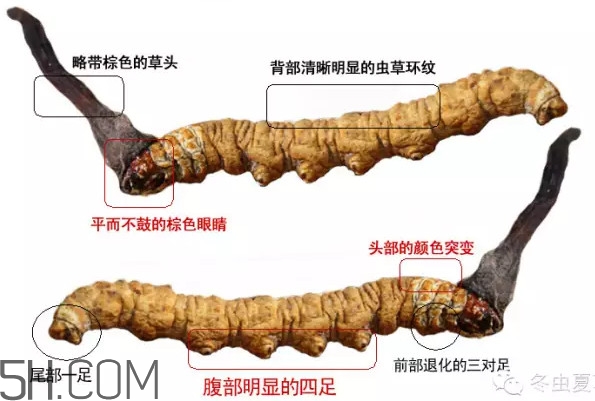 冬蟲(chóng)夏草怎么保存？冬蟲(chóng)夏草怎么挑選