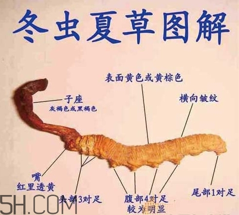 冬蟲夏草是動物還是植物？冬蟲夏草是藥食同源嗎