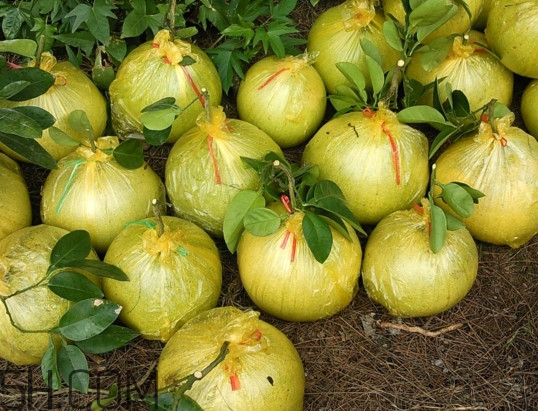 文旦上火嗎？文旦種植環(huán)境條件