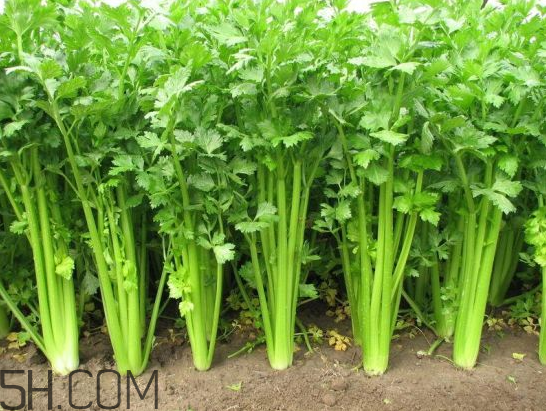 吃什么食物會(huì)導(dǎo)致失眠？睡前吃巧克力會(huì)導(dǎo)致失眠嗎？